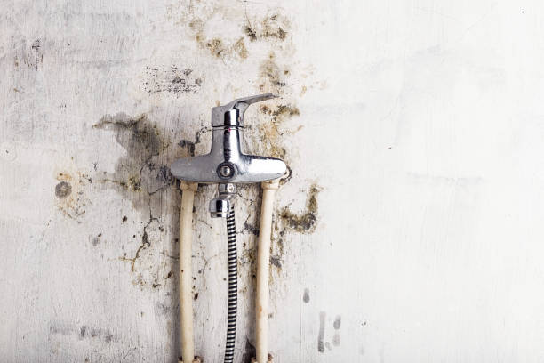 Best DIY Mold Remediation Support Services in West Blocton, AL