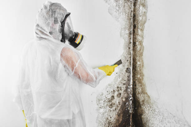 Best Industrial Mold Remediation in West Blocton, AL