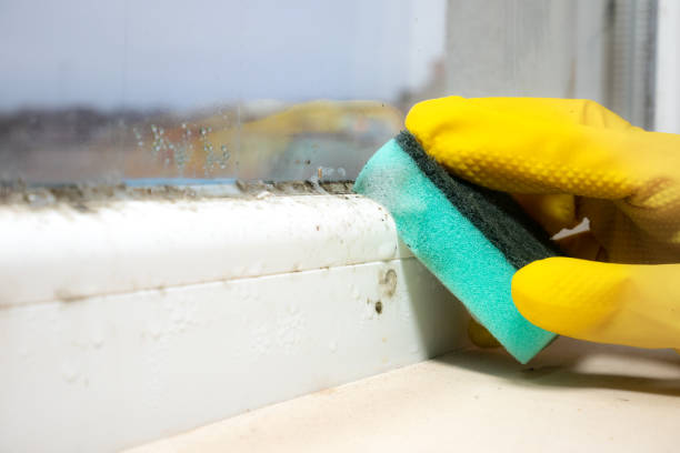 Best Kitchen Mold Remediation in West Blocton, AL
