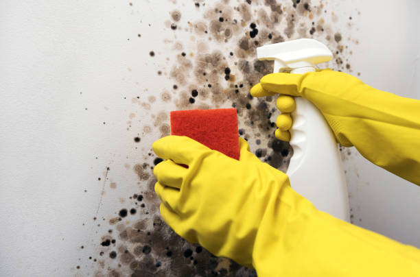 Best Mold Remediation for Schools in West Blocton, AL