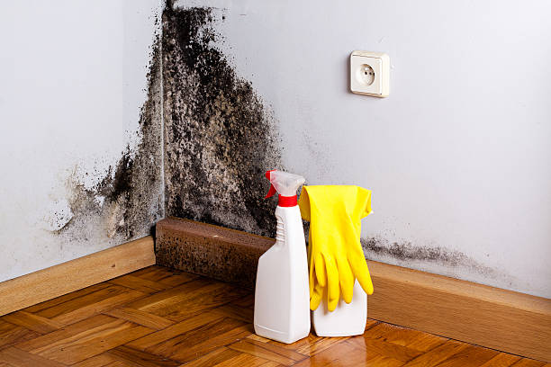 Best Commercial Mold Remediation in West Blocton, AL